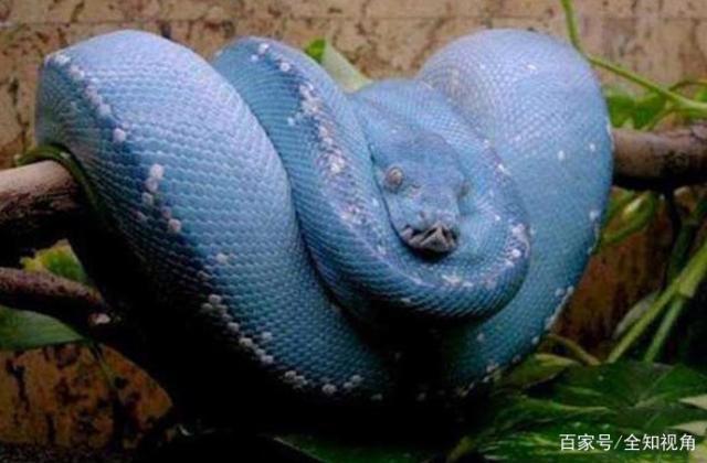 万中无一!世界上最昂贵的蟒蛇,一条价值堪比一辆豪华跑车!-