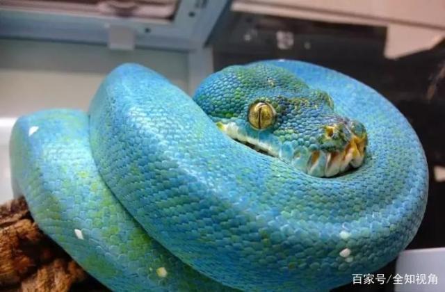 万中无一!世界上最昂贵的蟒蛇,一条价值堪比一辆豪华跑车!-