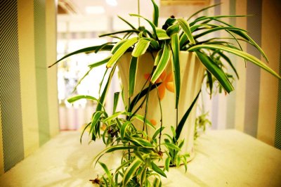 吊兰的养殖方法,教你这么养叶子绿油油,一个月长满盆