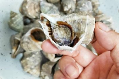 海螺煮多长时间合适(海螺的正确打开方式:煮几分钟最好?究竟哪里能吃?哪里