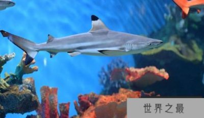 ​无性生殖的代表动物 十大无性繁殖动物