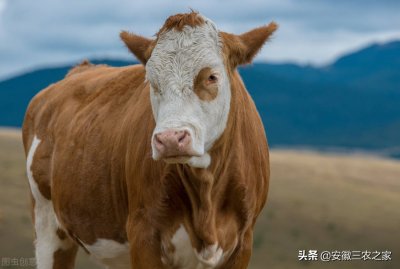 养10头牛一年利润多少 养10头牛一年能挣多少钱?多年的养殖经验,告诉你真实