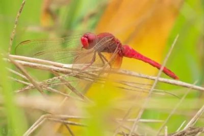 蜻蜓是益虫吗(你知道蜻蜓是益虫还是害虫吗?)