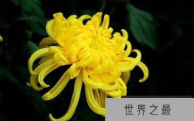 ​世界上最无可争辩的花是花的隐士