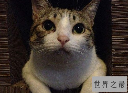 瓜皮猫是什么品种?揭秘网红猫的真相!