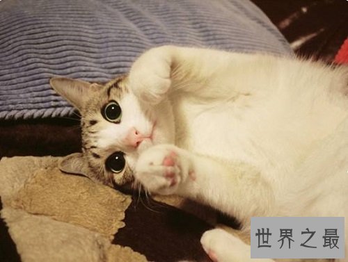 瓜皮猫是什么品种?揭秘网红猫的真相!