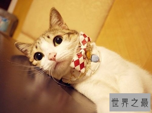 瓜皮猫是什么品种?揭秘网红猫的真相!