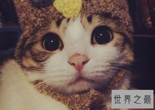 瓜皮猫是什么品种?揭秘网红猫的真相!