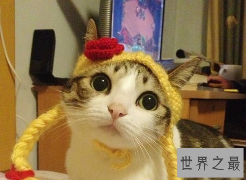 瓜皮猫是什么品种?揭秘网红猫的真相!