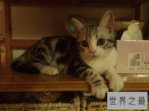 瓜皮猫是什么品种?揭秘网红猫的真相!
