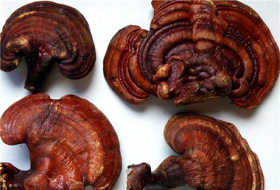 吃灵芝的好处和功效(灵芝,神农本草经的上品药材,简述其3个功效与作用)