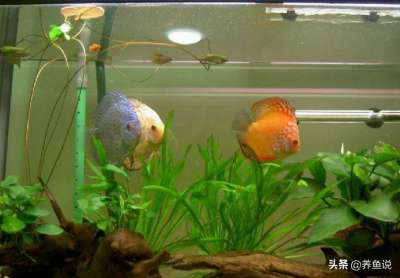 ​鱼缸如何换水？鱼缸换水正确操作步骤