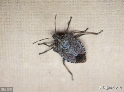 臭虫咬了怎么办 它可比蚊子厉害多了!