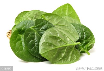 木耳菜的功效与作用(种植简单 营养价值也很高)