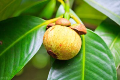 山竹很硬的掰不开的是怎么回事?山竹发硬了还能吃吗