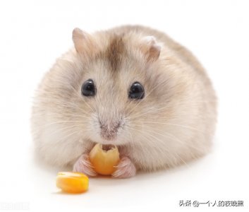 新手如何养仓鼠 让我们一起来看看