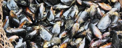 海虹怎么清洗里面的沙子 海虹怎么清洗图解