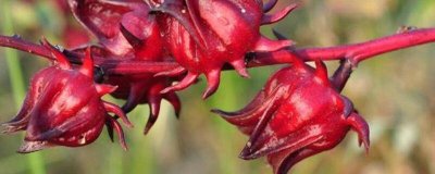 红桃k要切开晒干吗 晒红桃k要去除中间果实吗