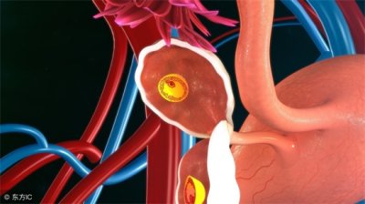 保养卵巢的食物(5种食物对卵巢好)