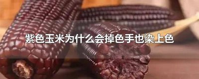 紫色玉米掉颜色吗 黑玉米手会染颜色