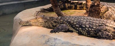 野生扬子鳄是几级保护 扬子鳄是几级国家保护动物