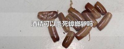酒精可以杀掉蟑螂卵吗视频 酒精可以杀掉蟑螂卵吗为什么