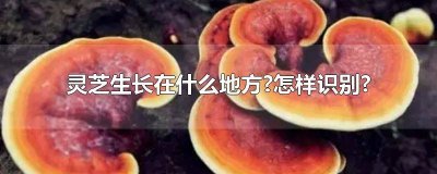 灵芝生长在什么地方怎样识别 灵芝生长在什么地方?怎样识别真假