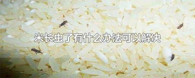 米长虫怎么办? 米长虫了怎么处理