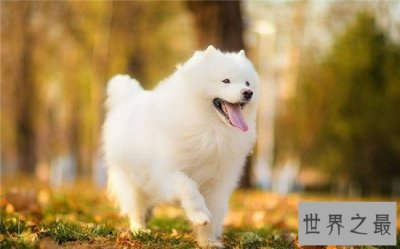 ​世界十大名犬排名，微笑天使萨摩耶了解一下？