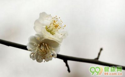 怀孕后多久能测出来 白梅花的功效与作用 白梅花图片