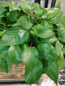 怎样使绿萝的叶子绿油油 给它喂两种“饮料”,叶子绿得直反光