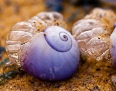 有什么动物是紫色的 4种奇异的紫色动物,外形惊艳无比,让人不敢相信自己眼睛