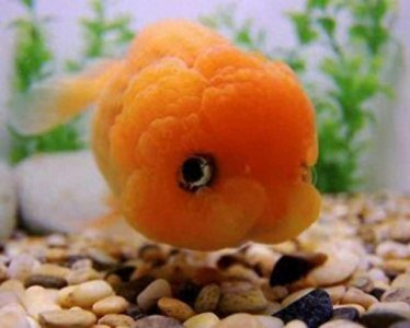 用自来水直接给鱼缸换水,有问题吗?