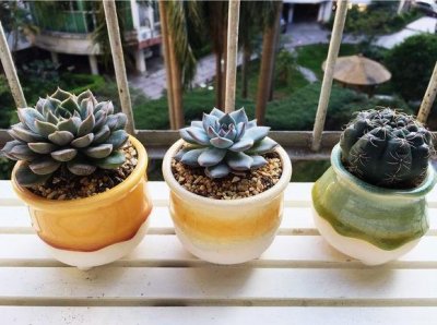 刚到的多肉怎么种植?只需这3步,你也能把它养的萌萌哒!