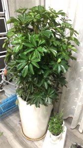 适合客厅养的绿植有哪些,哪怕没有光照,它们也可以活