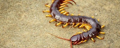 蜘蛛和蜈蚣属于昆虫吗 长的虫子像蜈蚣