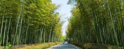 竹叶枕头有什么好处与坏处 竹叶枕头有什么好处和功效