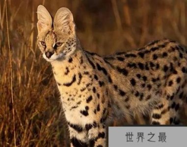 ​世界上最可怕的猫 世界上最凶猛的猫排行榜