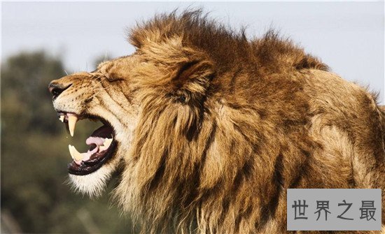 世界十大咬合力最强动物，大白鲨垫底第一竟然是它！