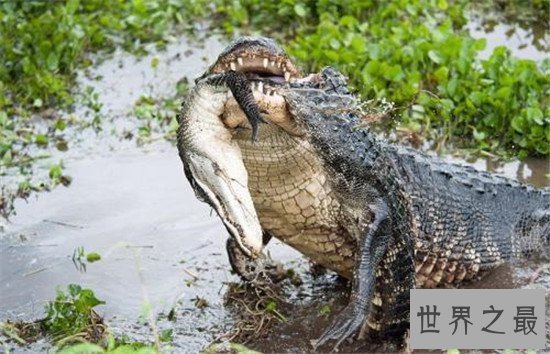 世界十大咬合力最强动物，大白鲨垫底第一竟然是它！