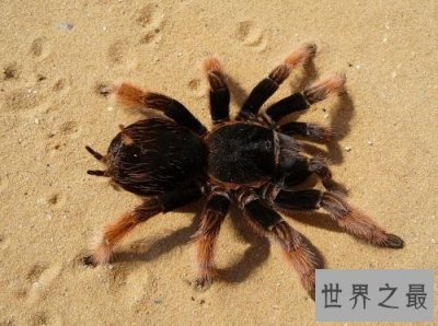 ​世界上最恐怖的十大食肉动物，哪些会威胁我们的生命？