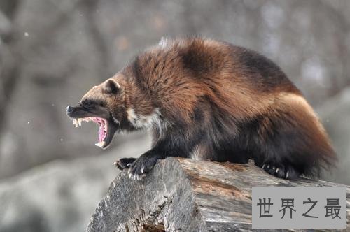 世界上最恐怖的十大食肉动物，哪些会威胁我们的生命？
