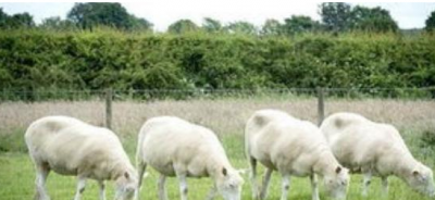 ​克隆技术的利与弊总结（克隆技术属于一种强大的生物技术，它的优缺点有这些）