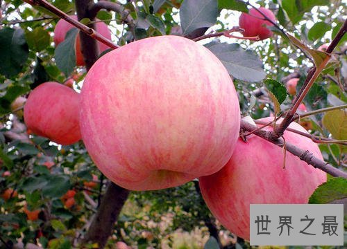 降血压的食物有哪些，医学界认证的好食物