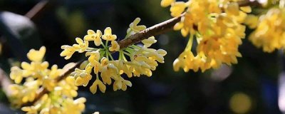 如何嫁接桂花树(桂花树怎么嫁接(图解),用什么砧木好)