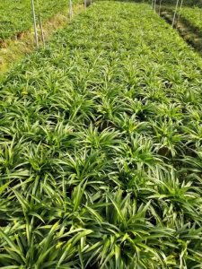 ​青兰花的花语