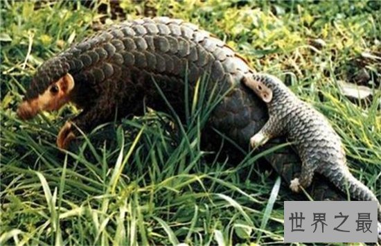 濒危野生动物有哪些？华南虎是中国独有品种