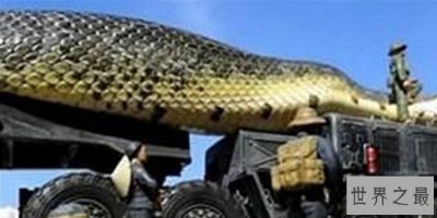 ​世界上最重的蛇排行榜，10米蟒蛇竟然比大象还重