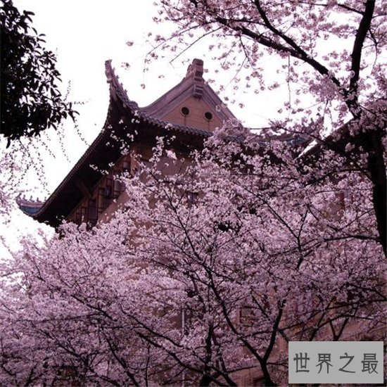 中国最佳赏花十大圣地,这些地方就是花的天堂!