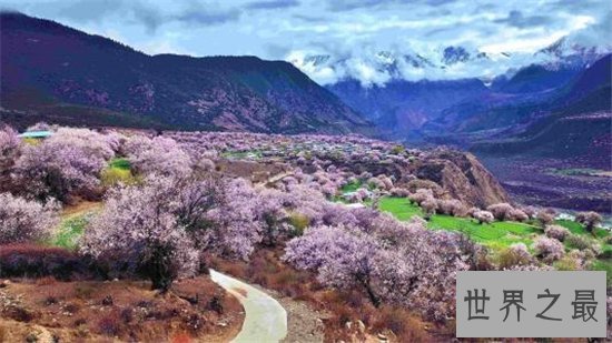 中国最佳赏花十大圣地,这些地方就是花的天堂!